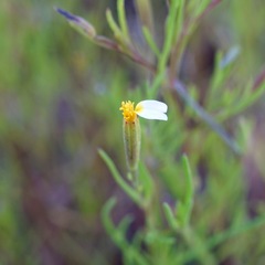 Tagetes micrantha