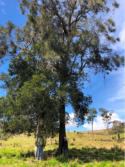 Casuarina cristata
