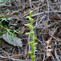 Platanthera brevifolia