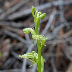 Platanthera brevifolia