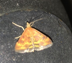 Pyrausta subsequalis