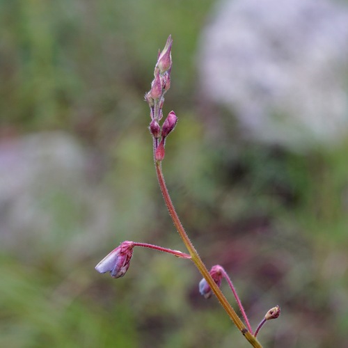 Image of Desmodium arizonicum by (c) Andrew Tree, some rights reserved (CC BY)