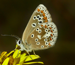 Aricia agestis