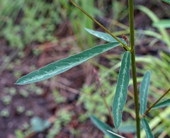 Desmodium arizonicum
