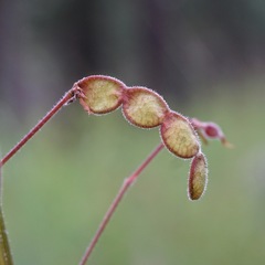 Desmodium arizonicum