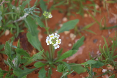 Phlegmatospermum cochlearinum