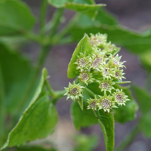 Image of Ageratina herbacea by (c) Andrew Tree, some rights reserved (CC BY)