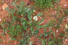 Phlegmatospermum cochlearinum