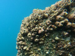 Megabalanus coccopoma