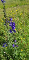 Aconitum turczaninowii