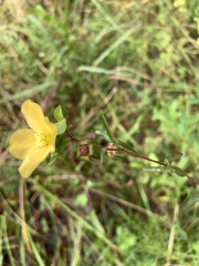 Ludwigia maritima