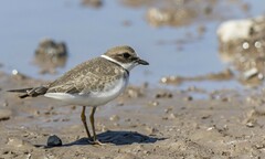 Charadrius semipalmatus