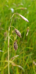Carex ledebouriana