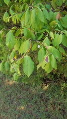 Prunus mexicana
