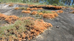 Borya septentrionalis