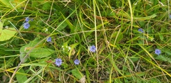 Gentiana prostrata