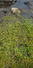 Ranunculus natans