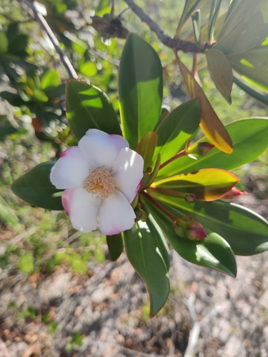 Bonnetia stricta (Bonnetia stricta)