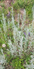 Artemisia dracunculus glauca