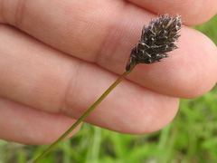 Sesleria