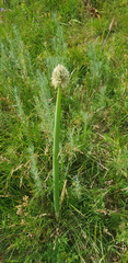 Allium altaicum