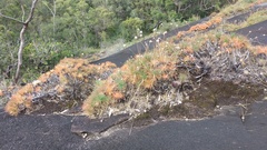 Borya septentrionalis