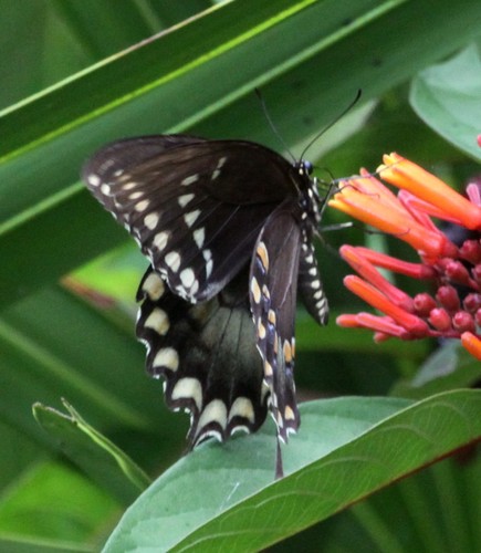 Papilio troilus image