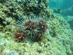 Astropyga pulvinata
