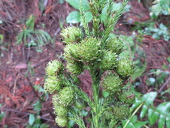 Cryptomeria japonica
