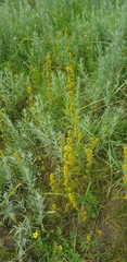 Artemisia palustris