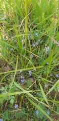 Leymus chinensis