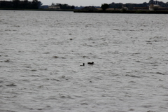 Anas flavirostris