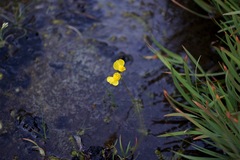 Utricularia ochroleuca
