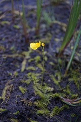 Utricularia ochroleuca