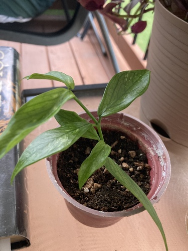 Hoya polyneura Hook.f.
