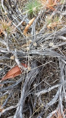 Borya septentrionalis