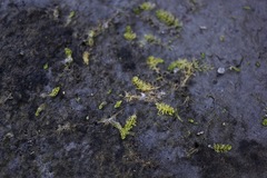 Utricularia ochroleuca