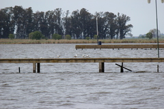 Chroicocephalus cirrocephalus