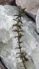 Hydrilla