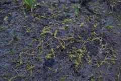 Utricularia ochroleuca