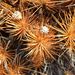Porcupine Bush - Photo (c) coenobita, some rights reserved (CC BY), uploaded by coenobita