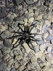 Aphonopelma peloncillo