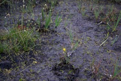 Utricularia ochroleuca
