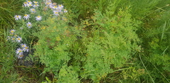 Thalictrum foetidum