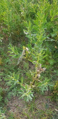 Thermopsis lanceolata
