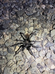 Aphonopelma peloncillo