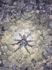 Aphonopelma peloncillo