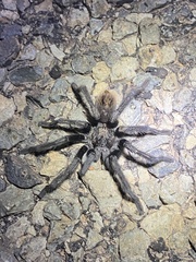 Aphonopelma peloncillo