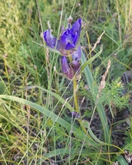 Gentiana decumbens