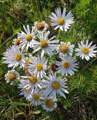 Aster altaicus